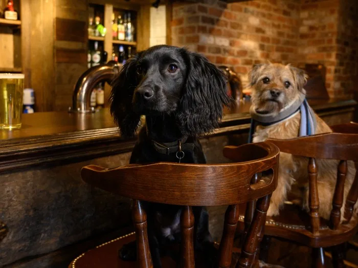 Black Cocker Spaniel Sitting at Pub Bar with Pint