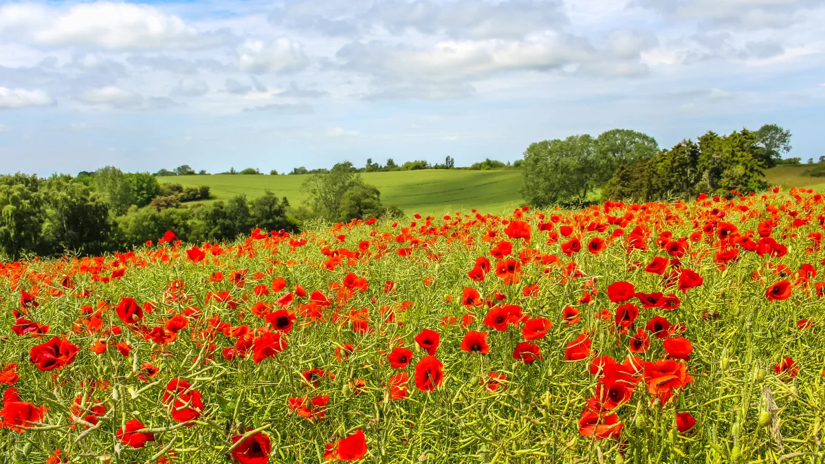 Blumenwiese auf der dänischen Insel Lolland