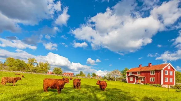 Een groene weide met koeien en een traditioneel rood houten huis op de achtergrond in Zweden.