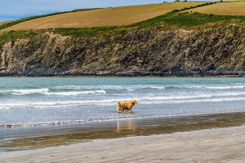 A view of a dog in the surf on the beach at low tide at Newport, Pembrokeshire, Wales, UK
