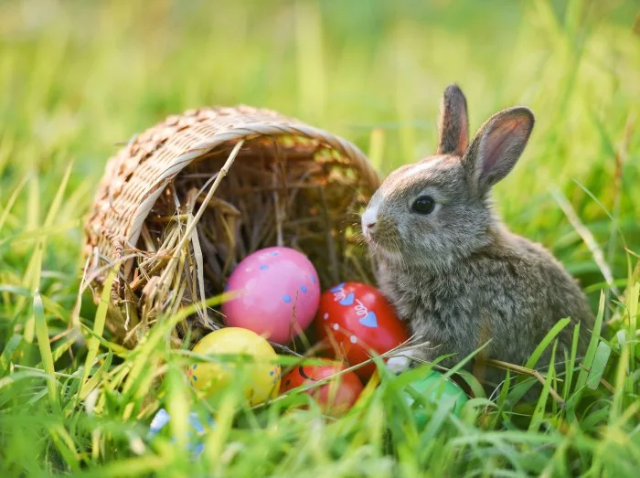 Adorable Bunny With Easter Eggs In Flowery Meadow