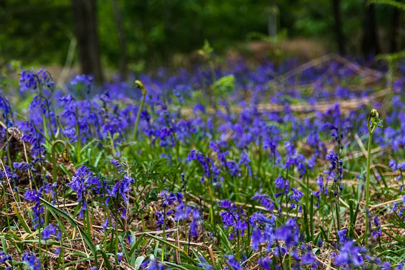 Bluebells in the Peak District