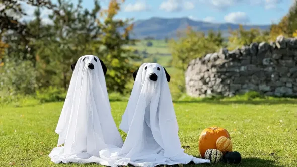 Flusco Wood, Dacre, near Ullswater