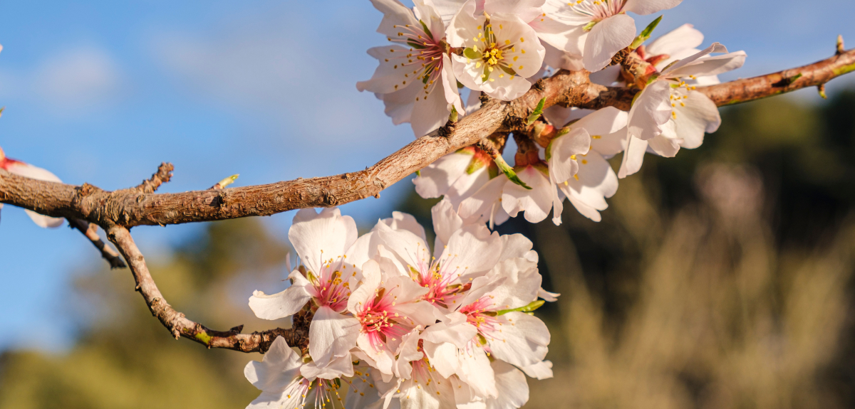 Zweig mit Mandelblüten auf Mallorca.