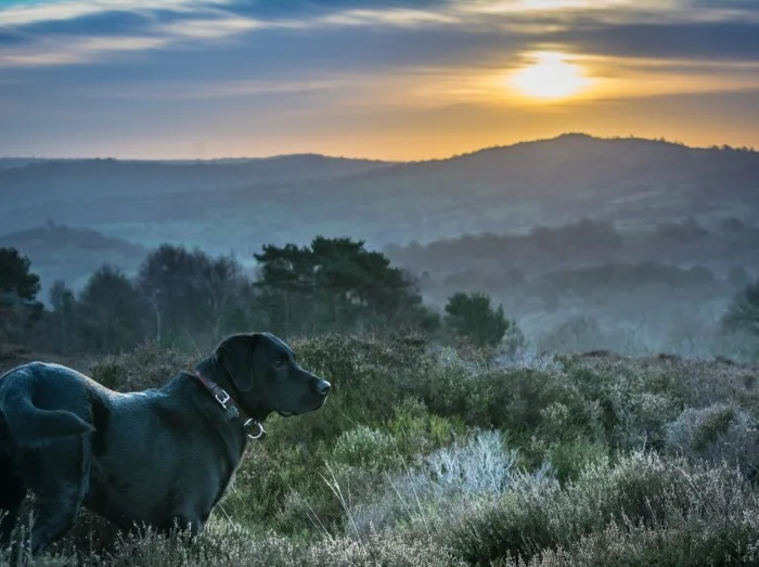 Sunrise with a dog in the Peak District