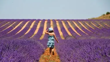 Lavendelernte in Frankreich
