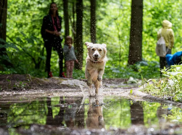 Dog running in Derbyshire