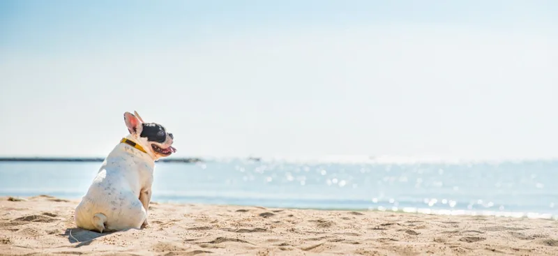 Urlaub mit Hund auf Rømø