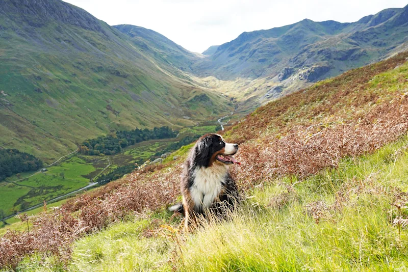 Bernese Mountain Dog sitting on the grass in the mountains, Lake District, Cumbria, England, UK