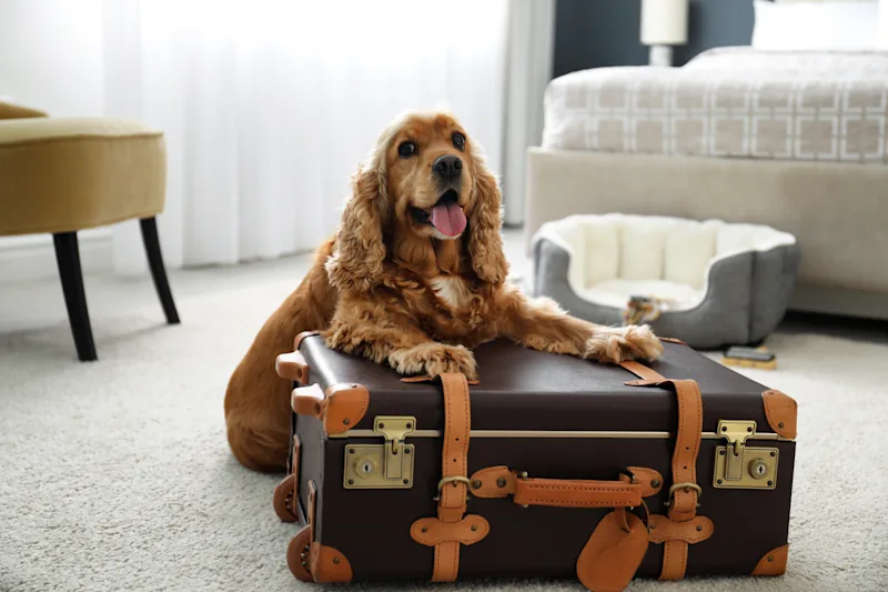 English Cocker Spaniel with a suitcase on a dog-friendly holiday