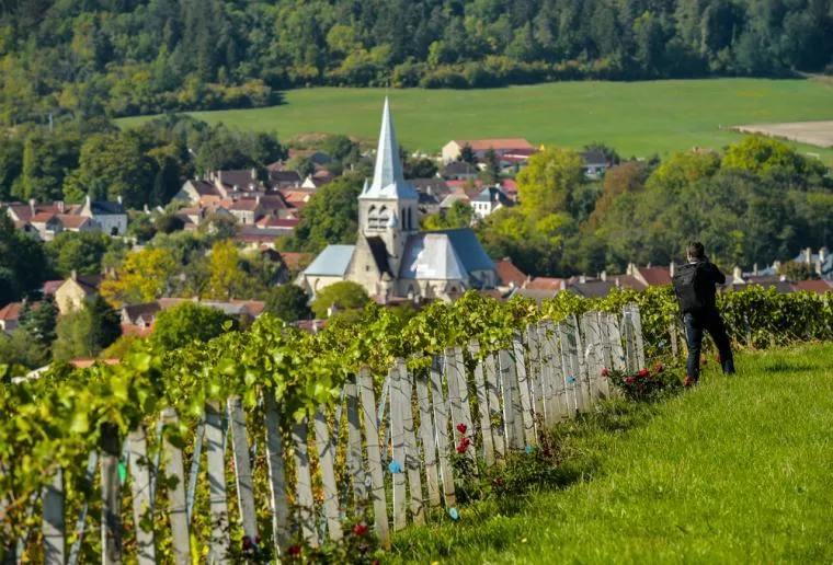Wijngaard bij je vakantiehuis in Champagne-Ardennen