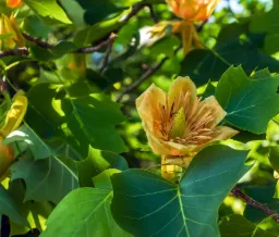 Tulip Tree
