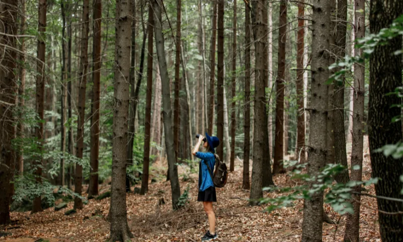 Woodland birdwatching