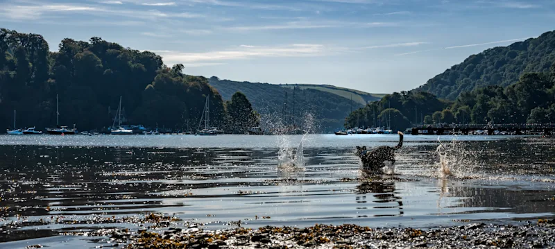 Dog retrieving stick, River Dart near Dittisham, Devon, UK