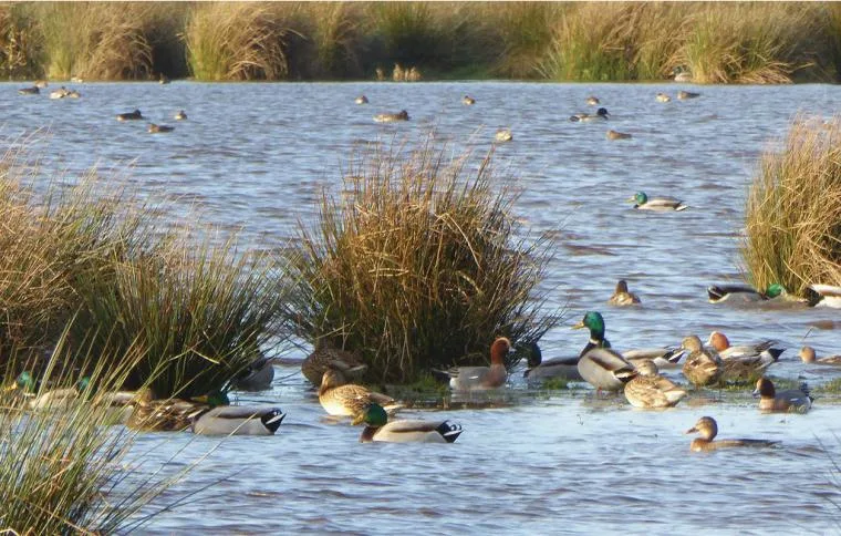 Drenthe zaprasza!