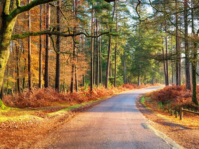 Bolderwood Arboretum Ornamental Drive near Lyndhurst in the New Forest