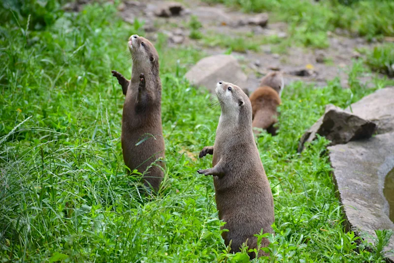 Otters at Dartmouth Otter Sanctuary, South Devon, UK