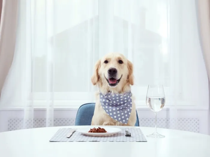 Cute funny dog sitting at served dining table indoors