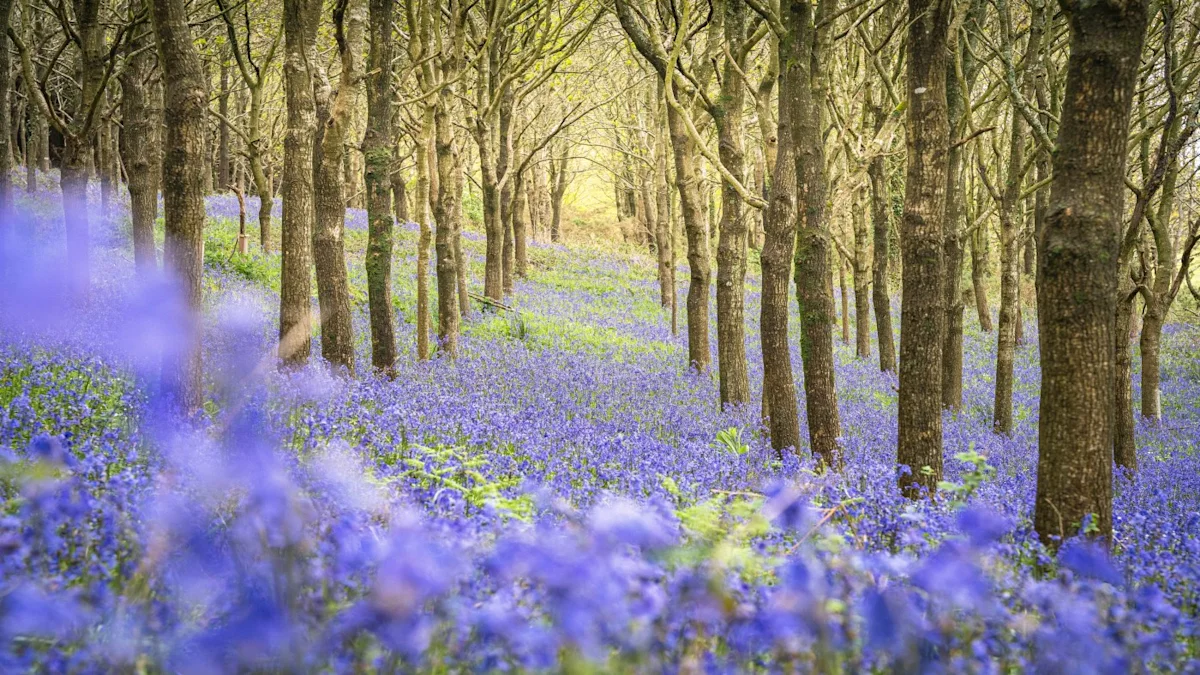 Bluebell wood