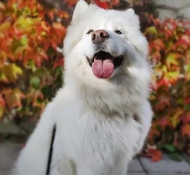 Sommerhus i uge 42 med hund