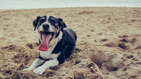 Dog friendly holiday parks in Cornwall