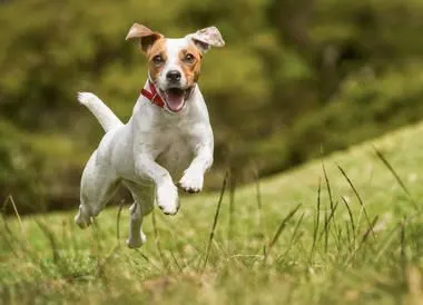 Glücklicher Hund im Gras