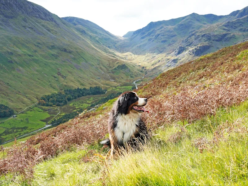 Dog-friendly accommodation in the Lake District