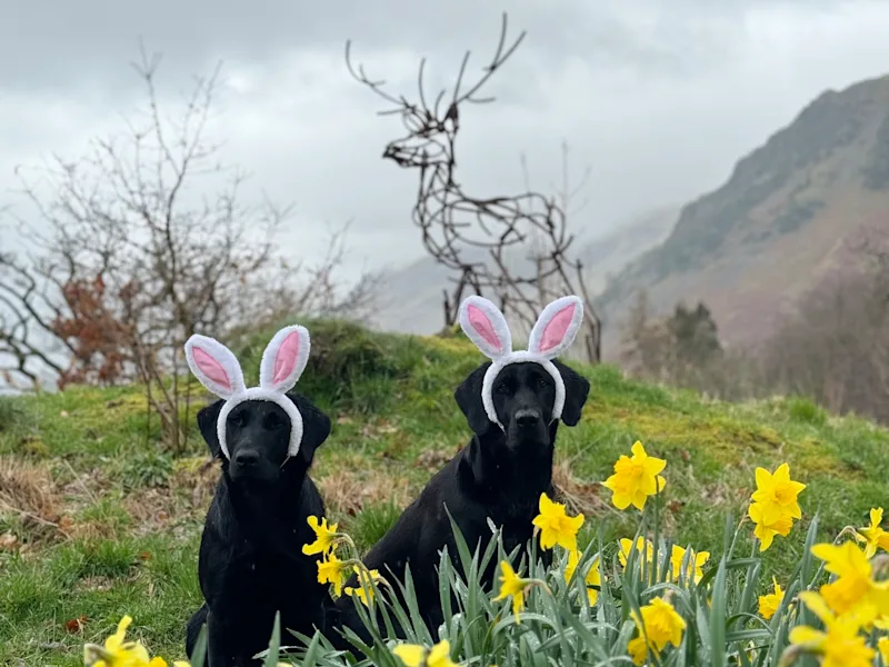 Two black labrador dogs wearing bunny ears in a field surrounded by daffodils