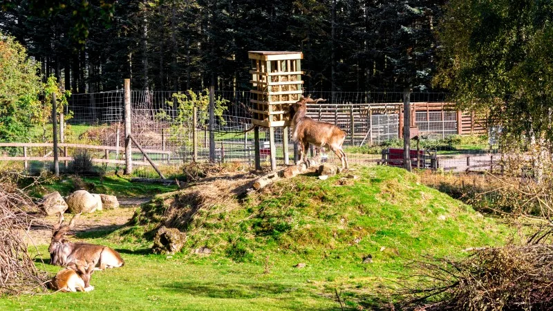Turkmenian makhors enclosure in Highland Wildlife Safari Park, Scotland