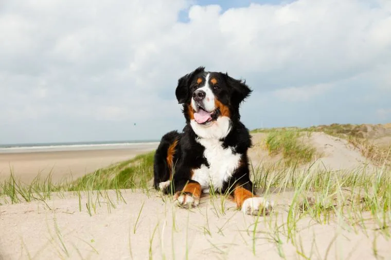 Ferienhäuser Insel Rügen mit Hund und Haustier
