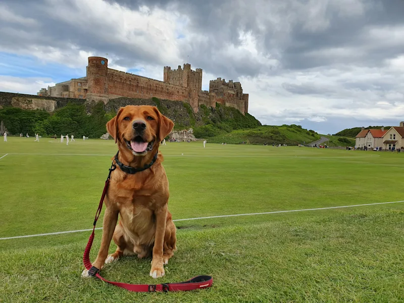 Dog-friendly Northumberland cottages