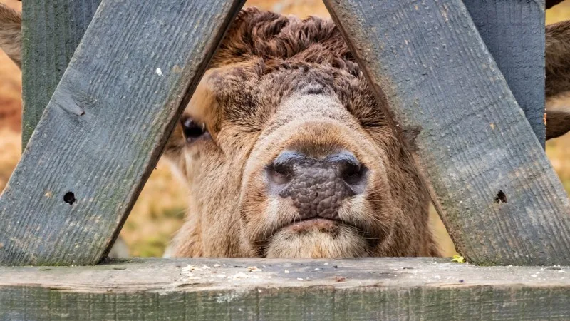 A red deer stag looking through a wooden fence at the Galloway Red Deer Range
