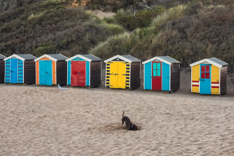 Dog digging on the beach in Saunton Sands, North Devon, UK