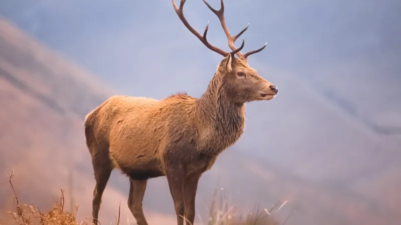 Wildlife portrait of a Scottish Red Deer (Cervus elaphus scoticus) stag in the mountain countryside of Glen Etive in the Scottish Highlands