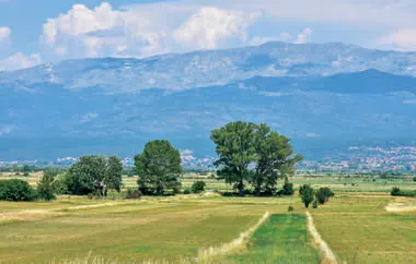 Sinjsko polje