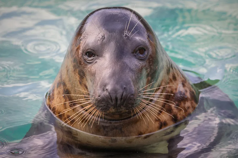 Seal portrait