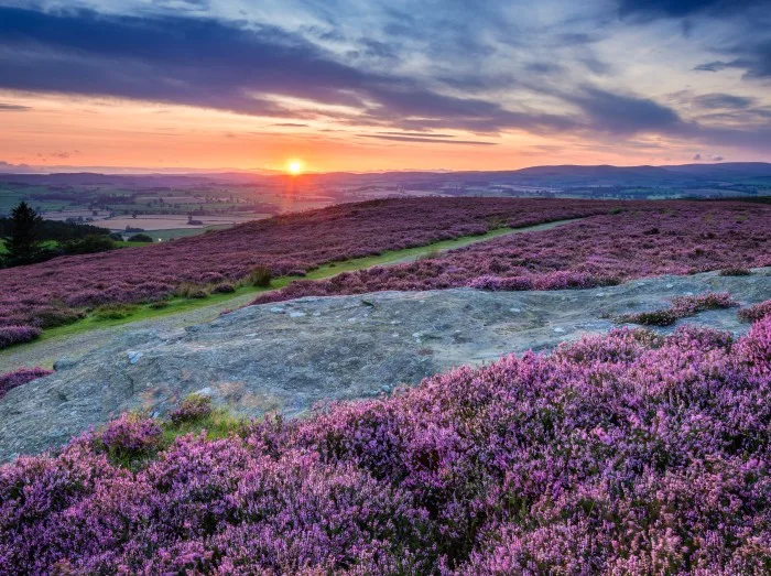 Sunset over Cheviot Hills and Rothbury Heather, on the terraces which walk offers views over the Coquet Valley to the Simonside and Cheviot Hills