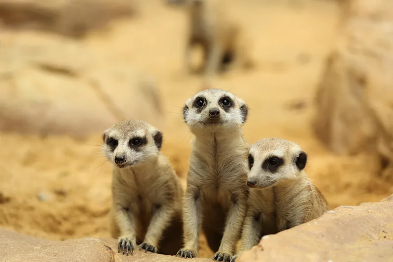 Meerkats at Longleat Safari and Adventure Park, Somerset, England, UK