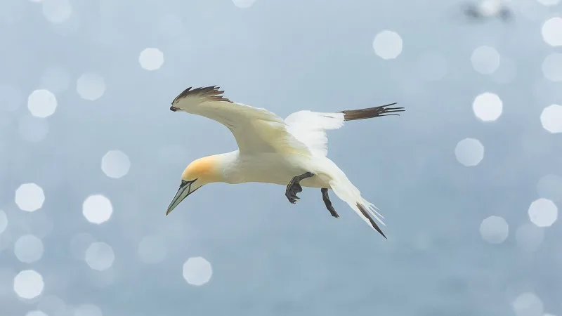 northern gannet flying above Bass Rock island near Northern Berwick, Scotland