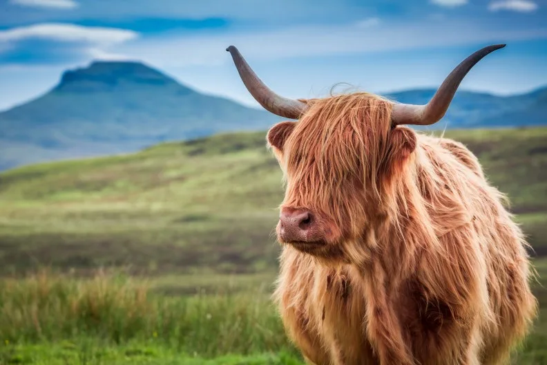 Highland cow in Scotland, UK