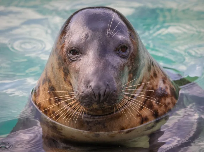 Cornish Seal Sanctuary