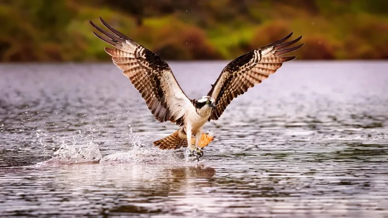 Majestic Osprey Captured in Flight over Scottish Loch at Dusk, Showcasing Stunning Highland Landscape and Vibrant Autumn Colors