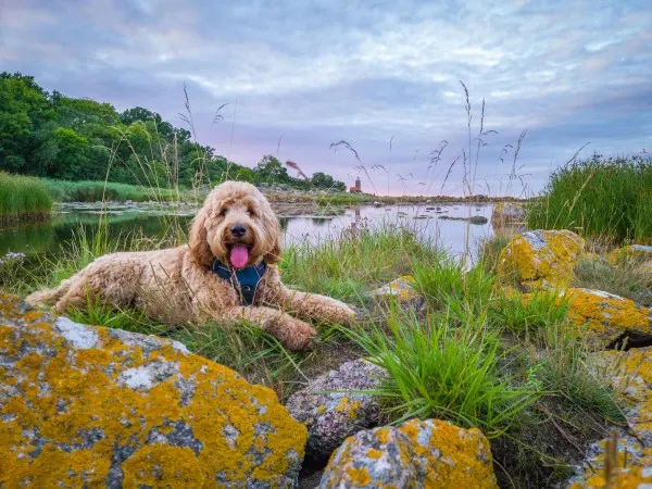 Hund på stranden ved Østersøkysten på Bornholm i solnedgang, Danmark.