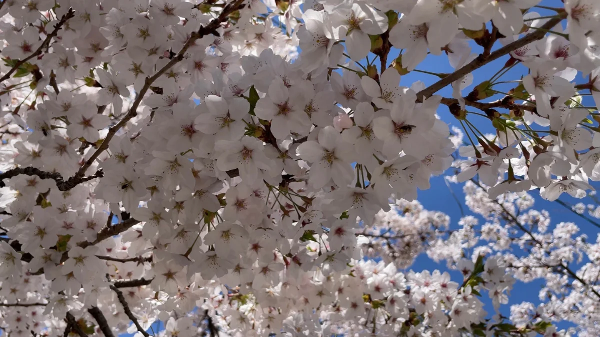 Where to see spring blooms in the UK | Hoseasons Blog