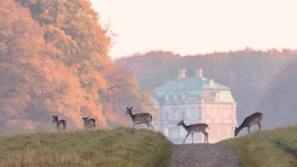 Rehe im Herbst in einem Park in Dänemark. Ein Schloss im Hintergrund.