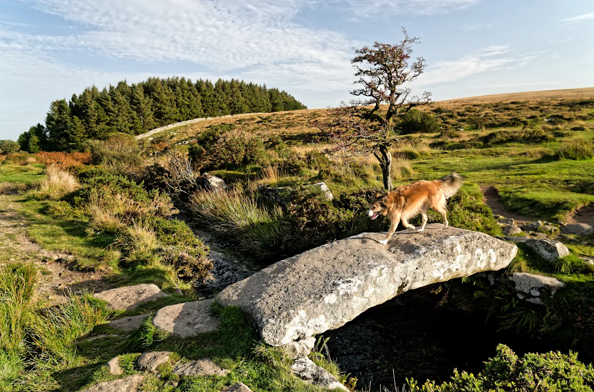 Dog exploring Dartmoor National Park in South Devon