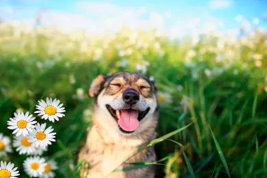 Furry friends welcome - bring your dog along at no extra cost!