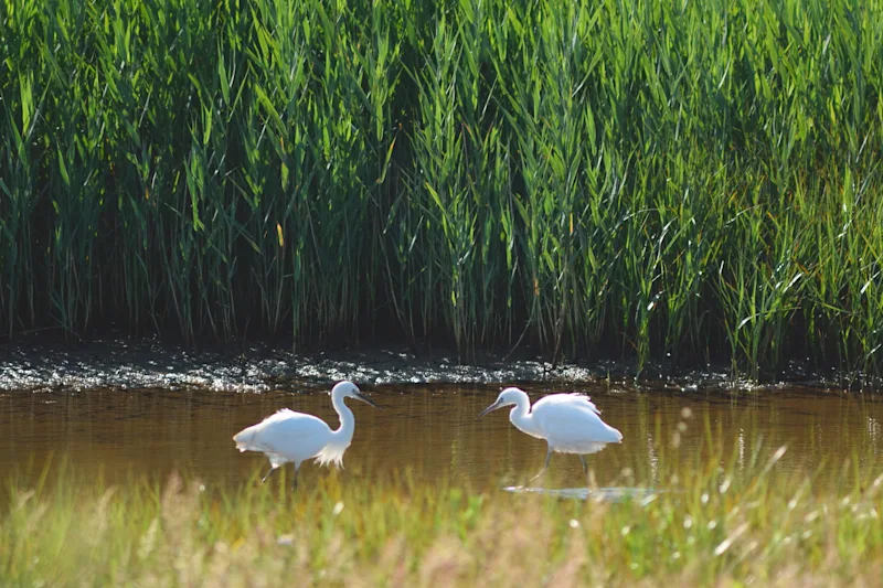 Egrets in Seaton Wetlands, East Devon, UK