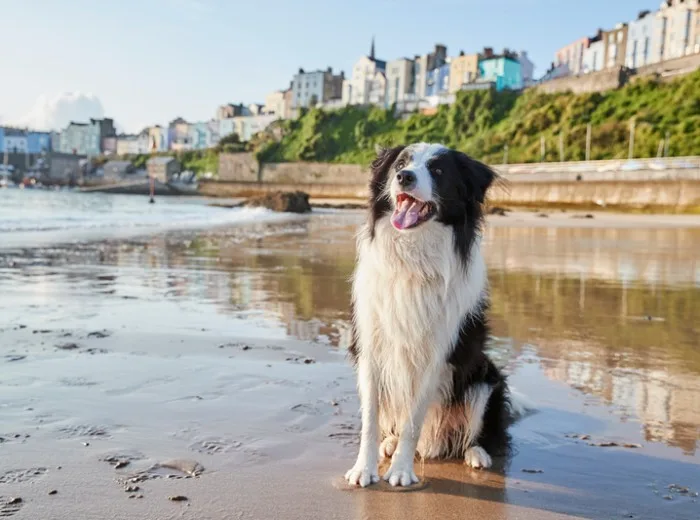 Dog friendly cottages in Cornwall