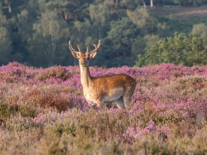 A large single fallow deer standing in heather lit by early morning sun with trees and bushes behind all in the New Forest, Hampshire